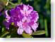 FJS20080502Rhodo.jpg Flora - Flower Blossoms purple lavendar lavender closeup close up macro zoom photography