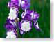 FJS200805Iris.jpg white Flora - Flower Blossoms purple lavendar lavender green closeup close up macro zoom photography