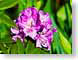 FJS200805Rhodo.jpg Flora - Flower Blossoms purple lavendar lavender green closeup close up macro zoom photography