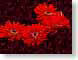 FJS200810Gerbera.jpg Flora - Flower Blossoms closeup close up macro zoom red photography