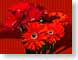 FJS200811Gerbera.jpg Flora - Flower Blossoms closeup close up macro zoom red photography