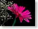 FJS200906PnkGerb.jpg Flora - Flower Blossoms black photography