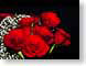 FJS200906Roses.jpg Flora - Flower Blossoms closeup close up macro zoom photography