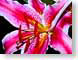FJS201004Stargzr.jpg Flora - Flower Blossoms closeup close up macro zoom pink photography