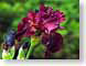 FJS201005Iris.jpg Flora - Flower Blossoms closeup close up macro zoom burgundy spring photography