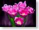 FJS201005Tulips.jpg Flora - Flower Blossoms black pink photography