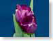 FJS201009Tulips.jpg Flora - Flower Blossoms purple lavendar lavender green closeup close up macro zoom blue photography