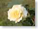 FJS601yellowRose.jpg Flora - Flower Blossoms green closeup close up macro zoom photography