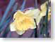 FJS604daffodil.jpg Flora - Flower Blossoms closeup close up macro zoom photography