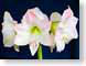 FJSappleBlossomA.jpg Flora Flora - Flower Blossoms closeup close up macro zoom photography