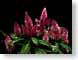 FJScelosia.jpg Flora - Flower Blossoms closeup close up macro zoom red photography magenta