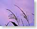 FJScornSunrise.jpg Sky clouds sunrise sunset dawn dusk purple lavendar lavender silhouettes photography