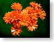 FJSdaisyPom.jpg Flora - Flower Blossoms closeup close up macro zoom orange photography daisy daisies