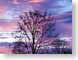 FJSdecSunset.jpg Sky clouds sunrise sunset dawn dusk silhouettes photography tree branches