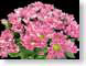 FJSfallChrysan.jpg Flora - Flower Blossoms closeup close up macro zoom pink photography