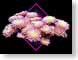FJSfallMums.jpg Flora - Flower Blossoms black closeup close up macro zoom pink photography