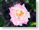 FJSfallRose.jpg Flora - Flower Blossoms closeup close up macro zoom pink photography