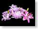 FJSfloraCombo.jpg Flora - Flower Blossoms black closeup close up macro zoom pink photography