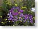 FJShoneysuckle.jpg Flora - Flower Blossoms purple lavendar lavender photography