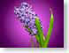 FJShyacinth.jpg Flora - Flower Blossoms purple lavendar lavender closeup close up macro zoom spring photography