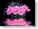 FJSlgPnkGerbera.jpg Flora - Flower Blossoms reflections mirrors black closeup close up macro zoom photography
