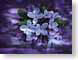 FJSlongwood.jpg Flora - Flower Blossoms painting purple lavendar lavender closeup close up macro zoom
