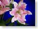 FJSmonaLisa.jpg Flora - Flower Blossoms closeup close up macro zoom blue pink spring photography