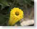 FJSmotionDaisy.jpg Flora - Flower Blossoms yellow motion blur photography