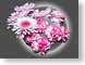 FJSmumsCarns.jpg grey gray graphite Flora - Flower Blossoms closeup close up macro zoom pink photography