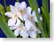 FJSnarcissus.jpg white Flora - Flower Blossoms green closeup close up macro zoom photography