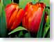 FJSorangeTulips.jpg Flora - Flower Blossoms green closeup close up macro zoom photography