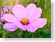 FJSpapaver.jpg Flora - Flower Blossoms closeup close up macro zoom pink photography