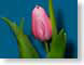 FJSpinkOnBlue.jpg Flora - Flower Blossoms photography
