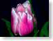 FJSpinkTulip.jpg Flora - Flower Blossoms black green closeup close up macro zoom pink