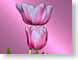 FJSpinkTulips.jpg Flora - Flower Blossoms closeup close up macro zoom pink photography