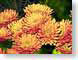 FJSpomPom.jpg Flora - Flower Blossoms yellow spider webs spiderwebs photography