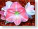 FJSqueen.jpg Flora - Flower Blossoms closeup close up macro zoom pink photography amaryllis queen of sheba