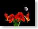 FJSredLionMoon.jpg Sky Flora - Flower Blossoms moon red holland the netherlands photography amaryllis