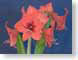FJSredLion.jpg Flora - Flower Blossoms closeup close up macro zoom orange photography