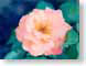 FJSsalmonRose.jpg Flora Flora - Flower Blossoms closeup close up macro zoom photography