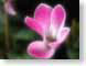 FJSsoft.jpg Flora Flora - Flower Blossoms pink