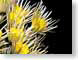 FJSspiderMums.jpg Flora - Flower Blossoms yellow black closeup close up macro zoom photography