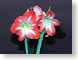 FJSstarHolland.jpg Flora - Flower Blossoms black green closeup close up macro zoom pink photography
