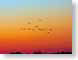 FJSsunsetGeese.jpg Fauna Sky birds avian animals sunrise sunset dawn dusk photography