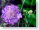FJSviolet.jpg Flora Flora - Flower Blossoms vibrant purple lavendar lavender green
