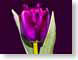 FJSvioletTulip.jpg Flora - Flower Blossoms closeup close up macro zoom photography