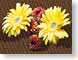 FJSyellowGerber.jpg Flora - Flower Blossoms yellow computer generated images cgi brown red photography