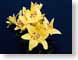 FJSyellowLilies.jpg Flora - Flower Blossoms black closeup close up macro zoom photography
