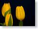 FJSyellowTulips.jpg Flora - Flower Blossoms black closeup close up macro zoom photography