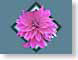 FS2dahalia.jpg Flora Flora - Flower Blossoms pink